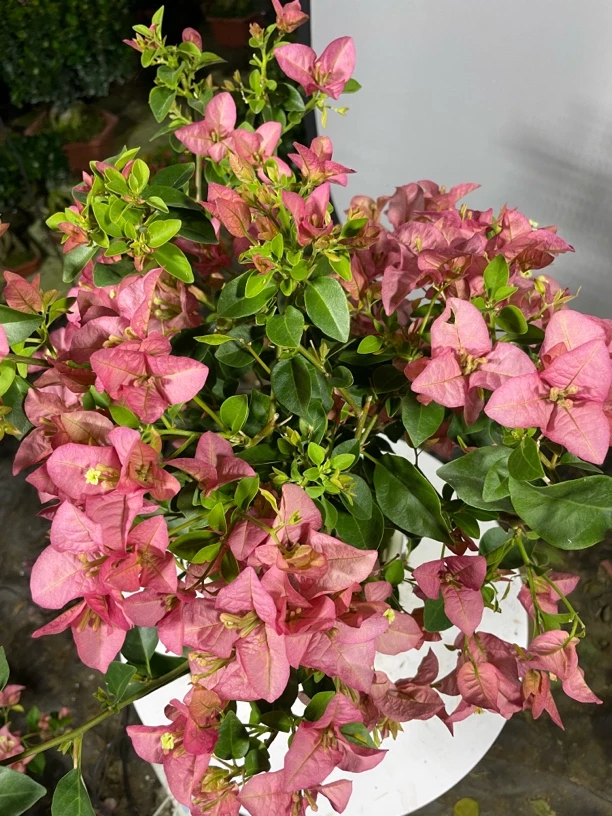 稀品卡亚塔三角梅盆栽带花重瓣爬藤花卉植物室内阳台特大苗四季开