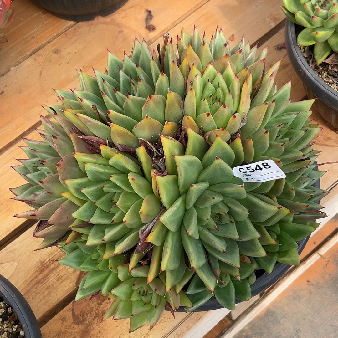 若如东云单排C548