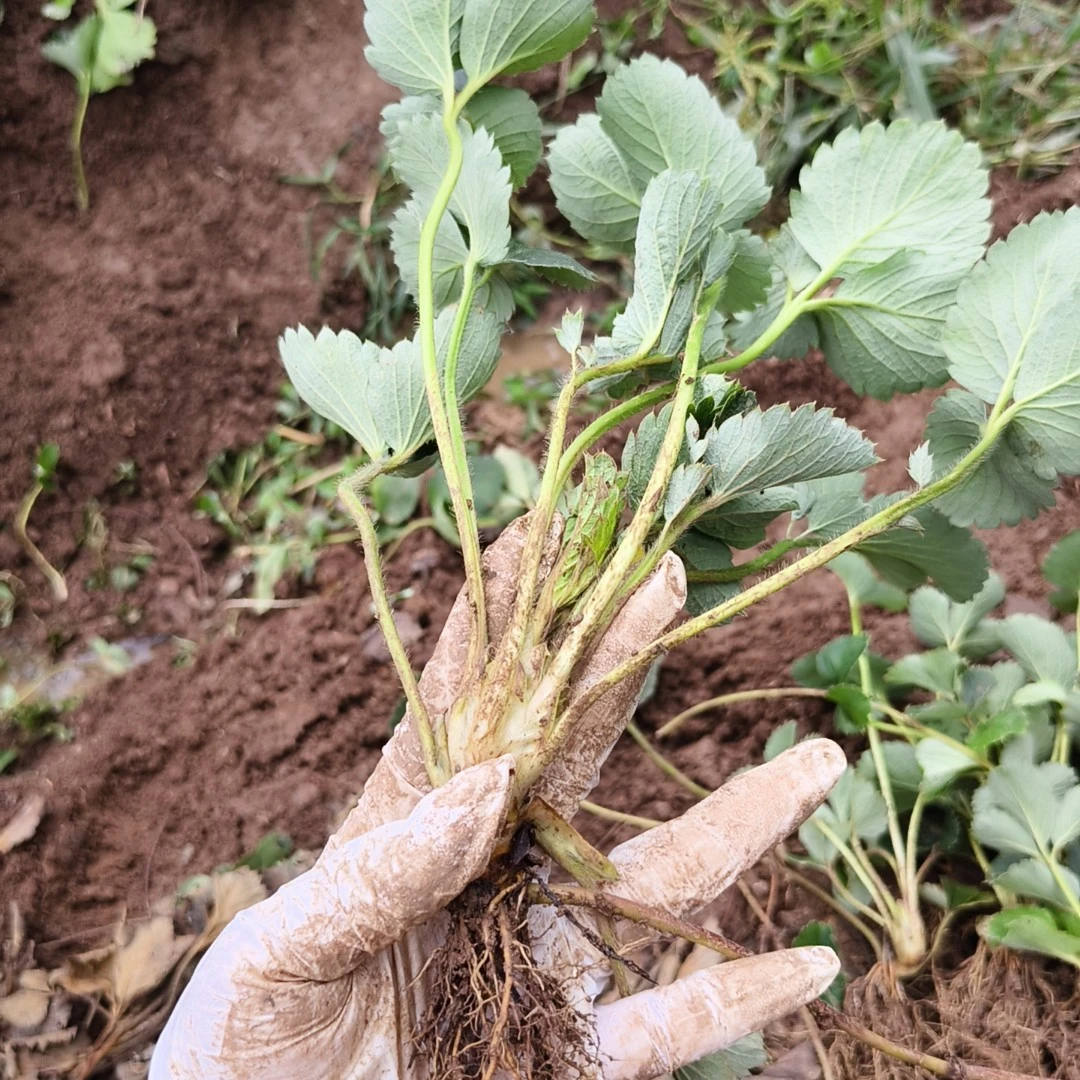 新手适用奶油天仙醉裸根苗大苗