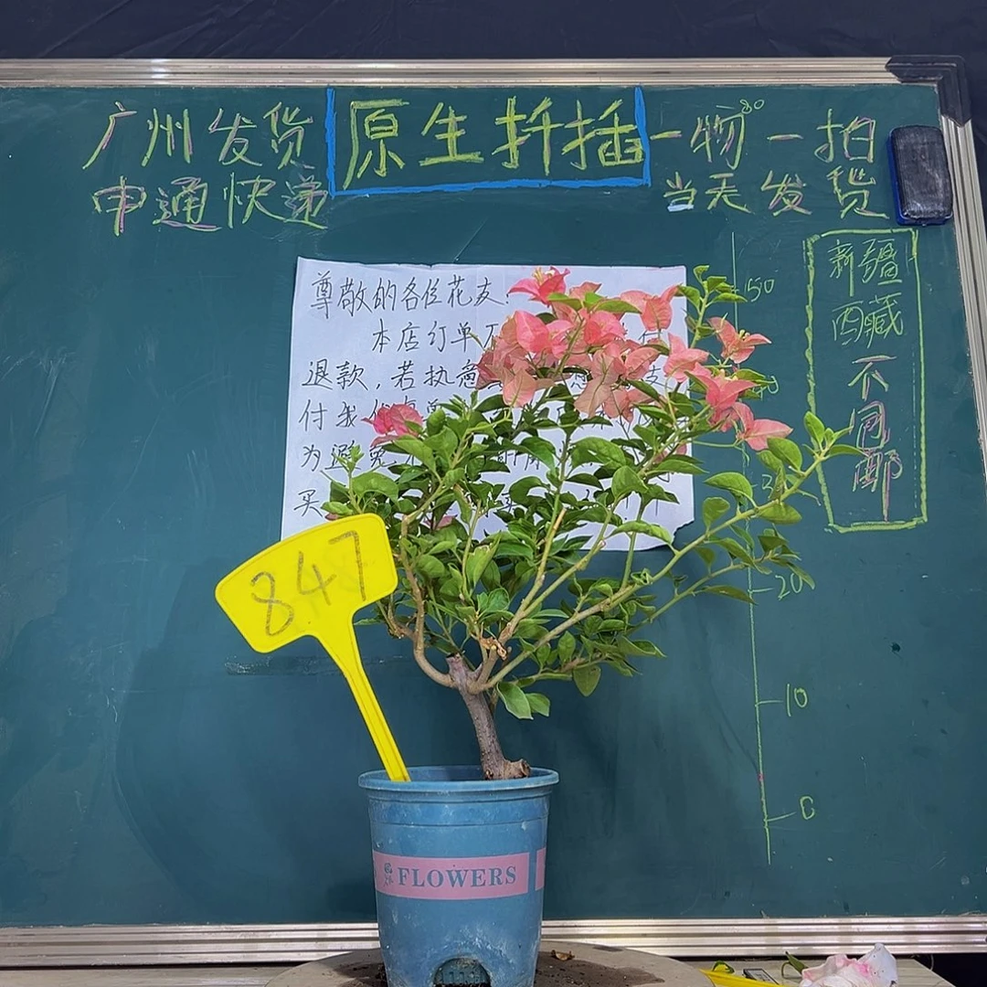 当前无花栽培后可以开花 卡亚塔 847