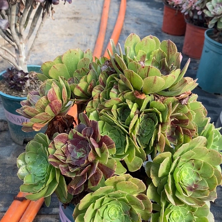 花月夜多肉植物45