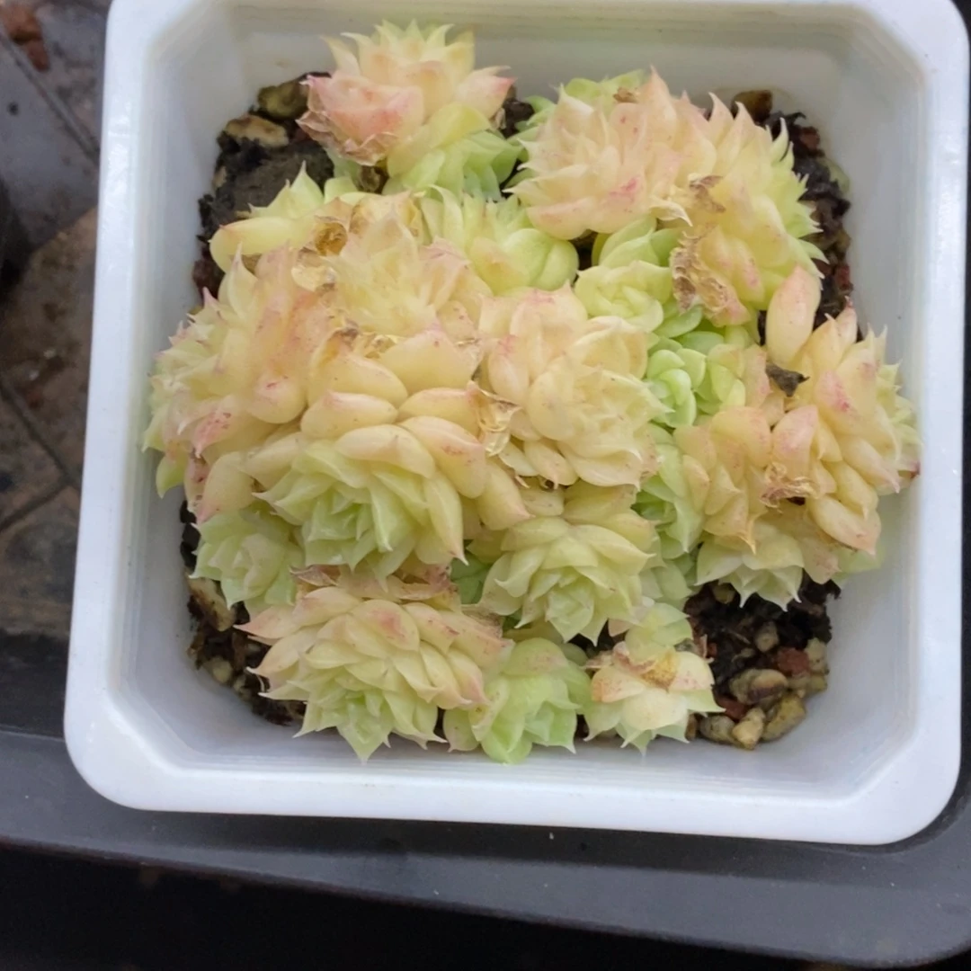 精品多肉一物一拍不包整213