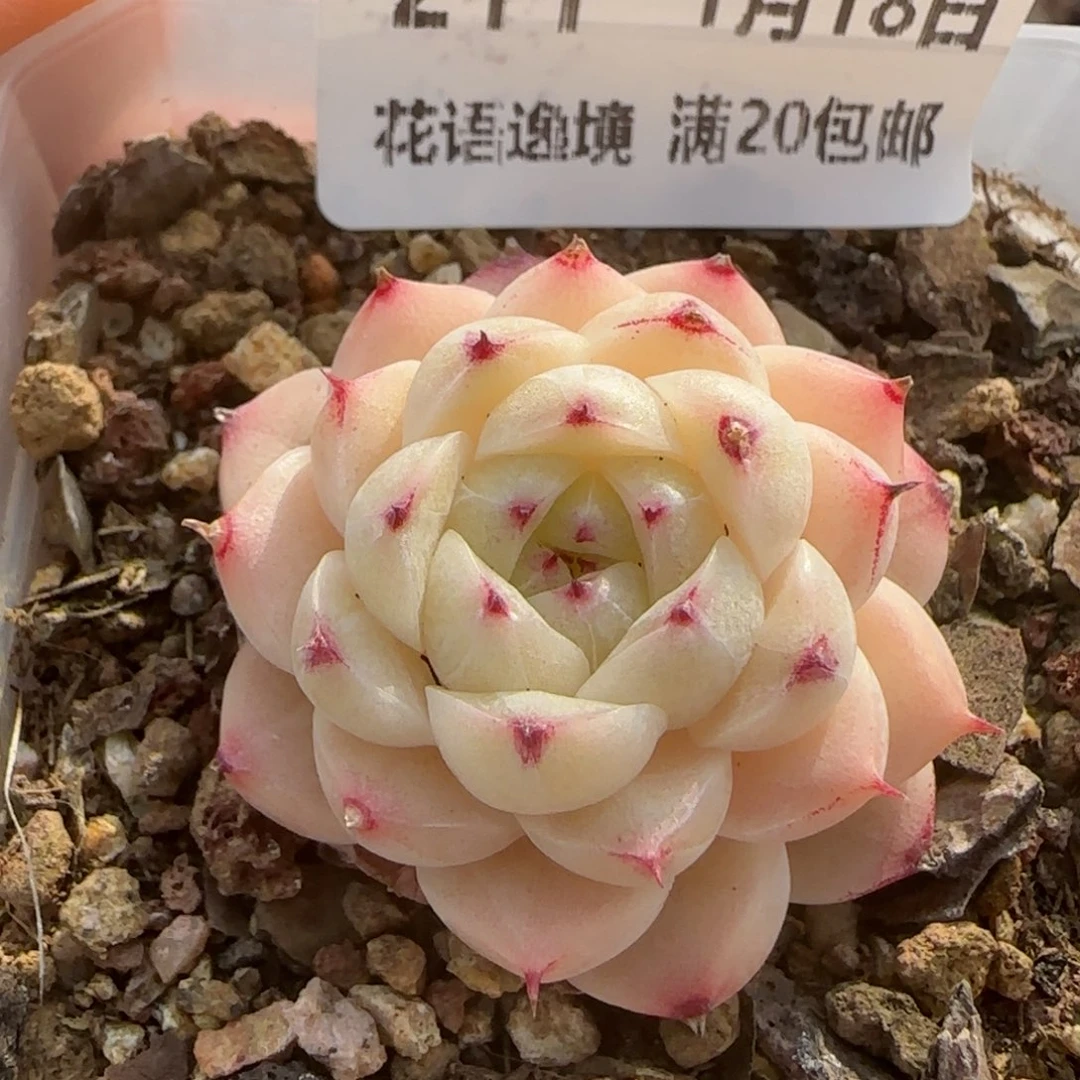 花语逸镜0118-211