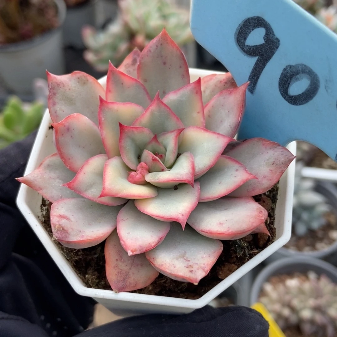 909月光女神锦多肉植物