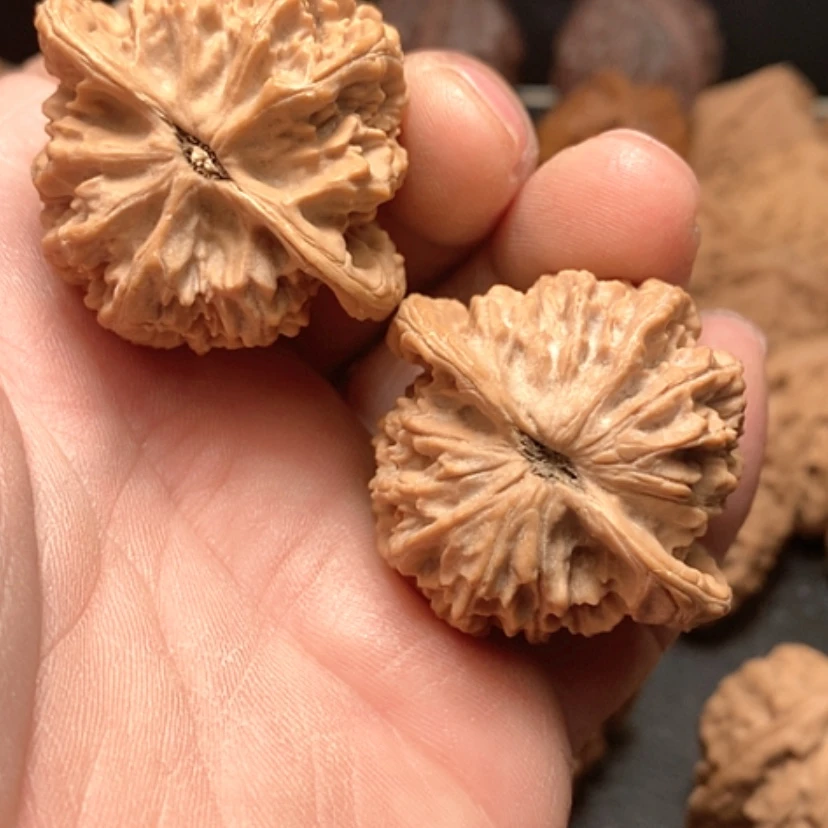 【闪购商品】雄*野生金牛