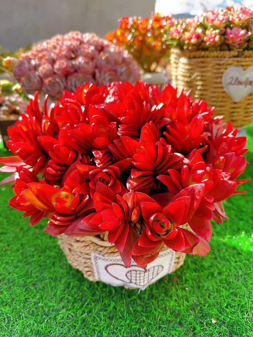 K超大红百合+草编篮 颜值高，喜阳耐晒，带盆带土，云南基地发货