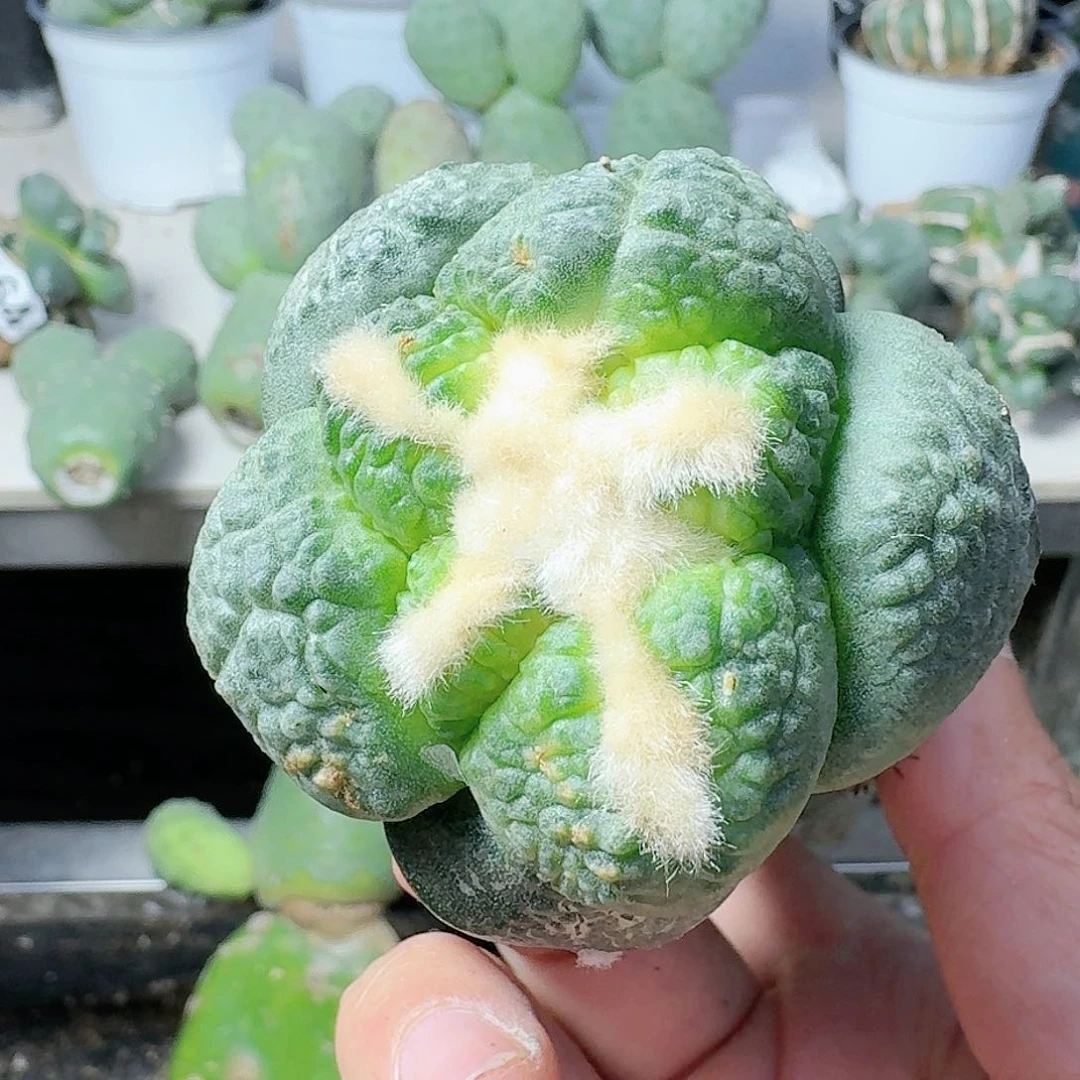 【闪购商品】无花朵纯种日系大尤连山564