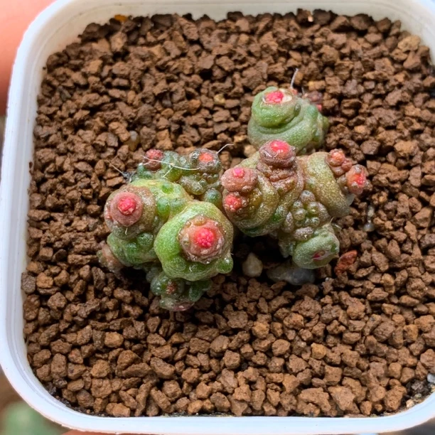 一物一拍 大尤高沙一点红
