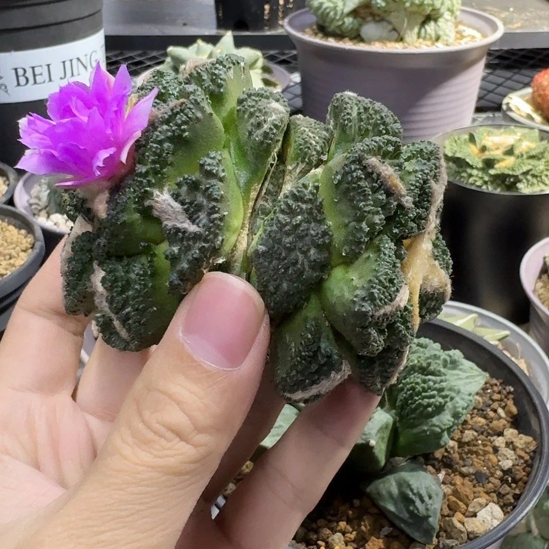双头大u辛顿一物一拍