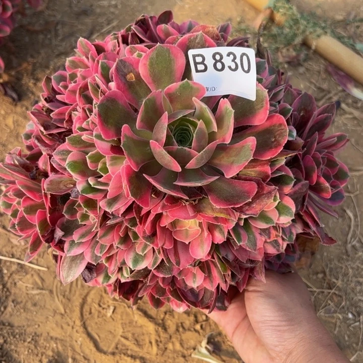 小微瑕粉女郎多肉植物830