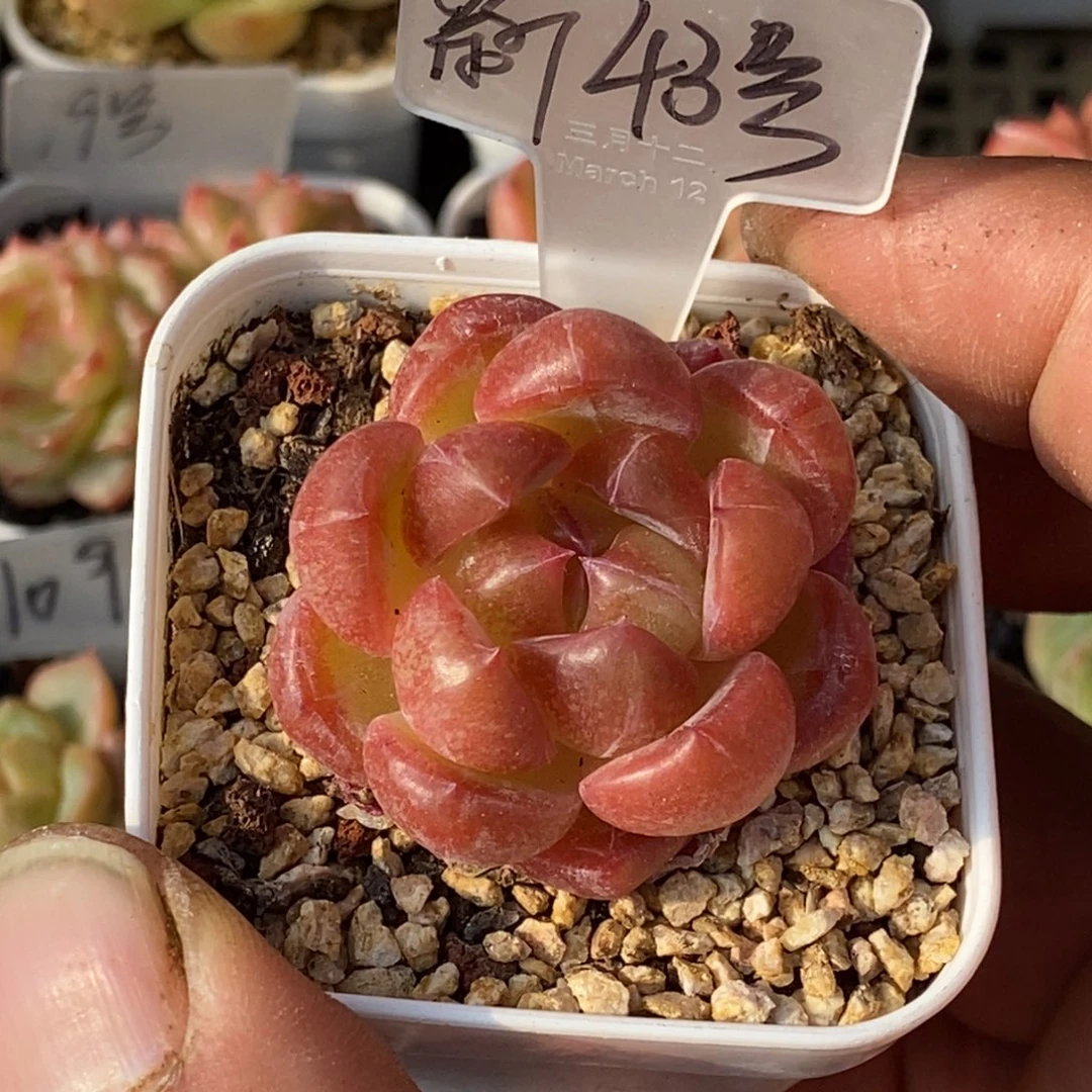 天官赐福百无禁忌