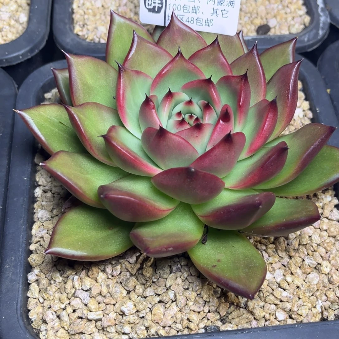 615…………………………黑老虎