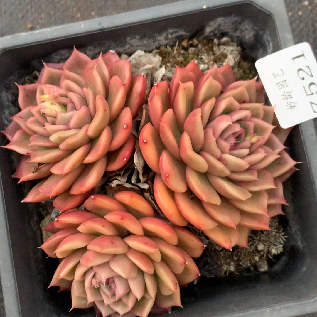 7521杂交多肉植物