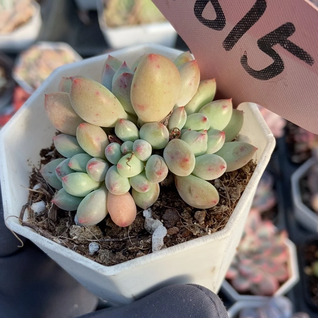 1815萤火虫多肉植物多肉