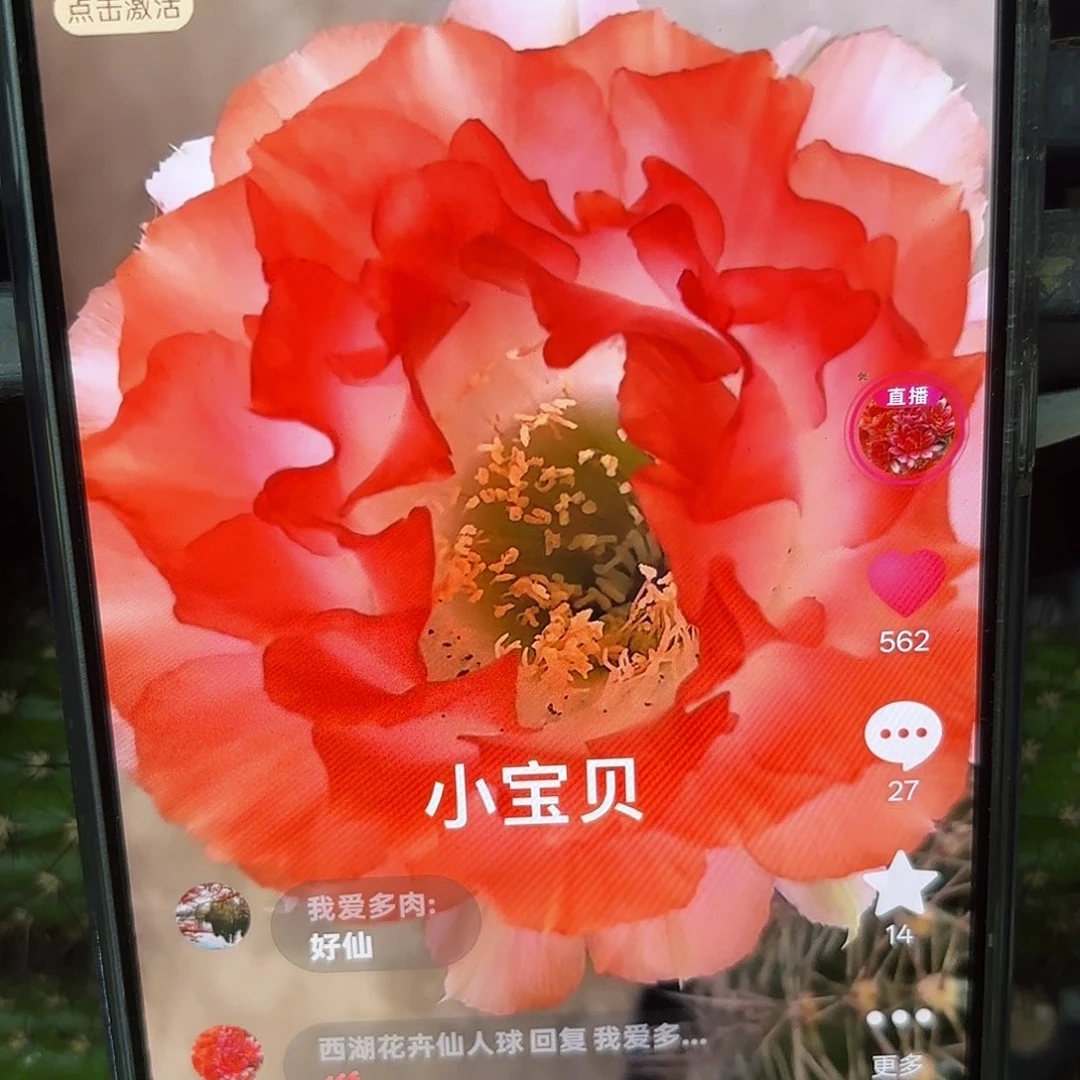 小宝贝彩侧牙20包邮仙人球