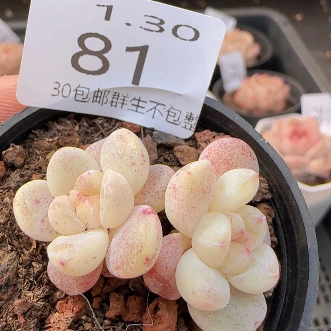 小脸冰玉双头一颗脱土