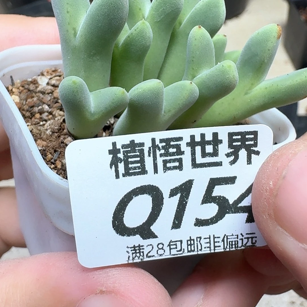多肉植物的润泽付出