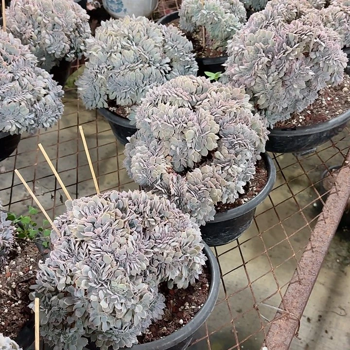 天赐缀化多肉精品