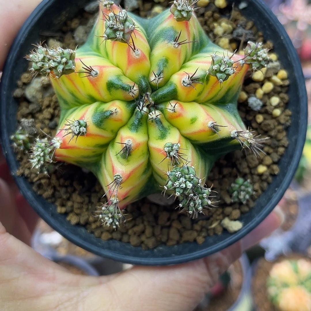 1-196米哈锦5.3厘米