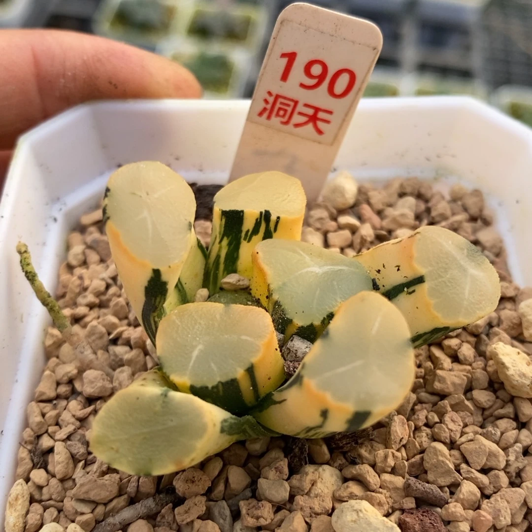 190号山之翠万象锦带盆