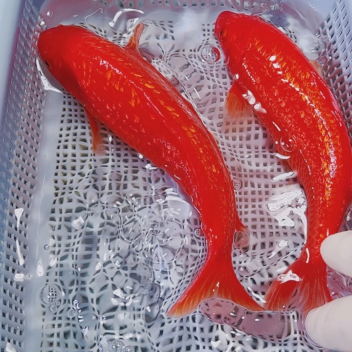 海水鱼锦鲤观赏鱼