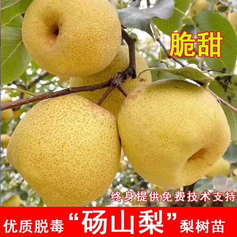 砀山梨树苗特大脆甜梨苗盆栽地栽南北方庭院种植当年结果果树果苗