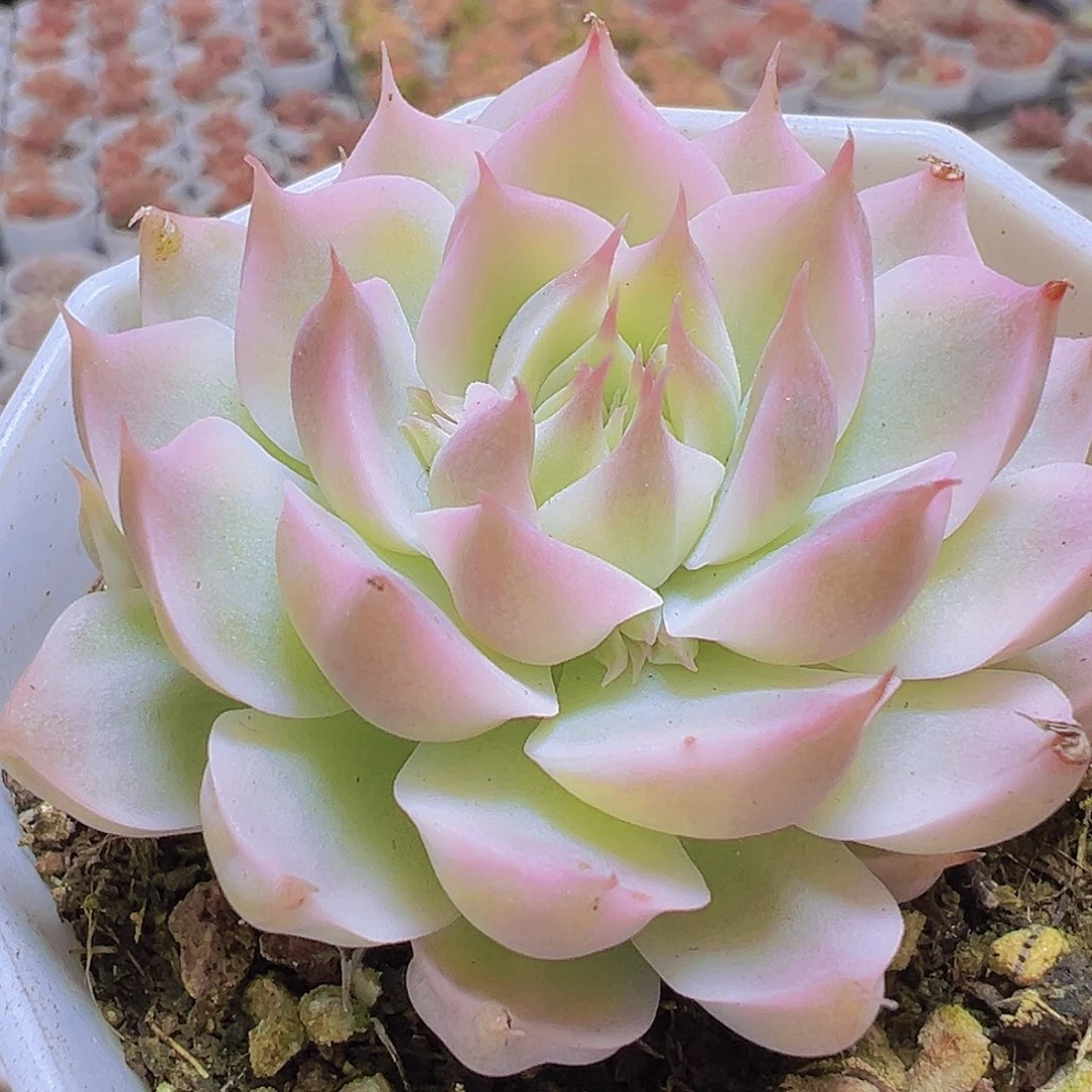 玛格丽特锦19包邮多肉