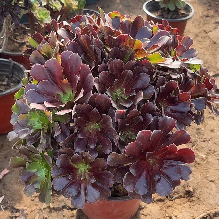 多肉植物欧若拉31