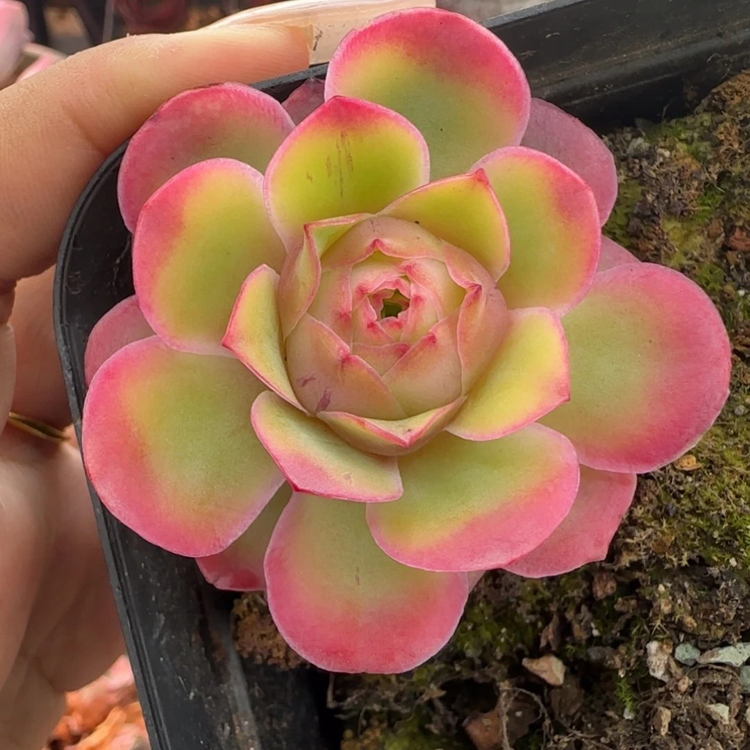 L446半城玫瑰金陵