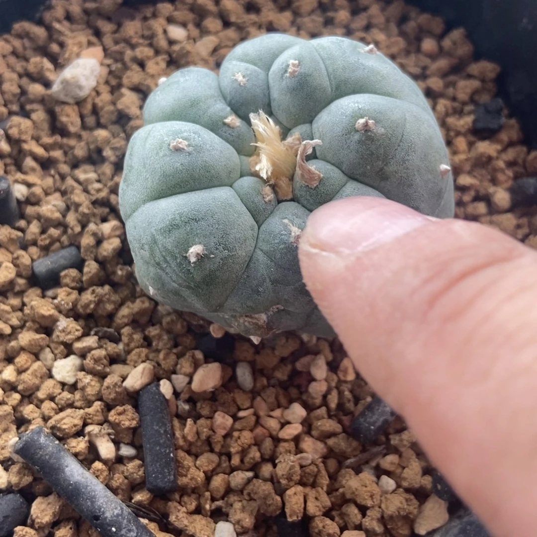 j****t肋骨无刺仙人球开花