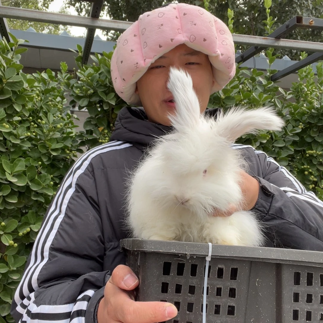 双血统英系安哥拉兔子