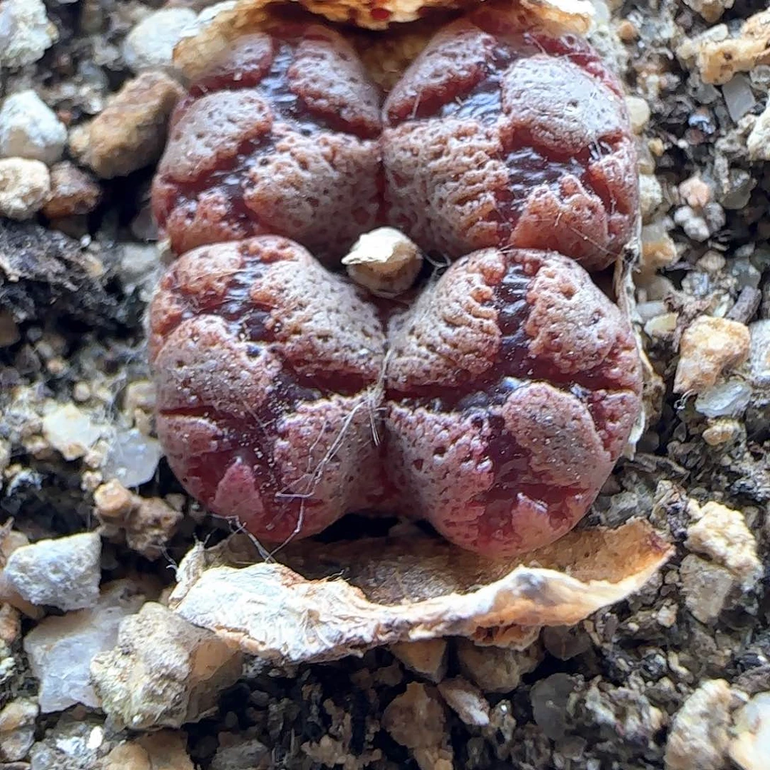 d***o开播福利来啦40089