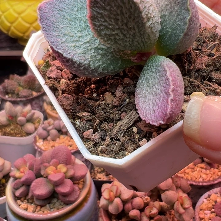 影***子吉祥如意的一天从早上开始