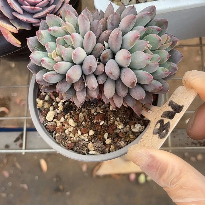 两单包邮，一物一拍118冰美人