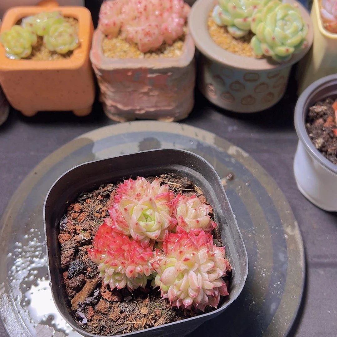 心**飞新品，多肉植物