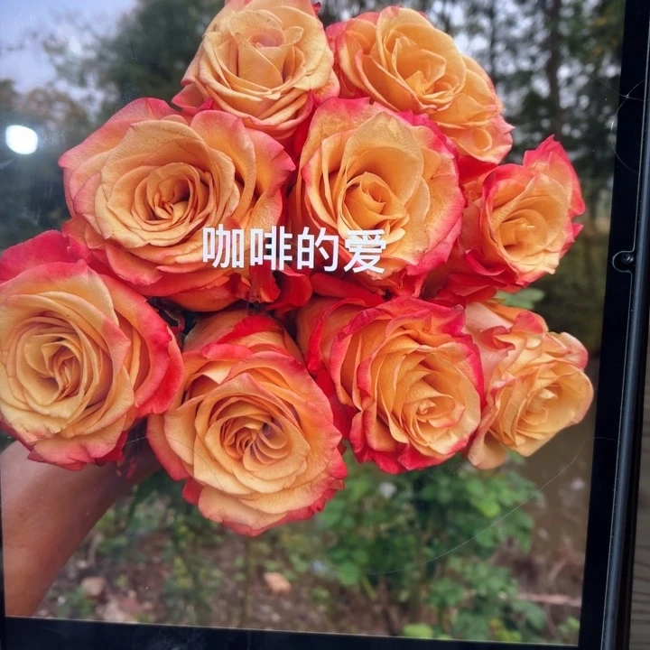 无花朵咖啡的爱小苗