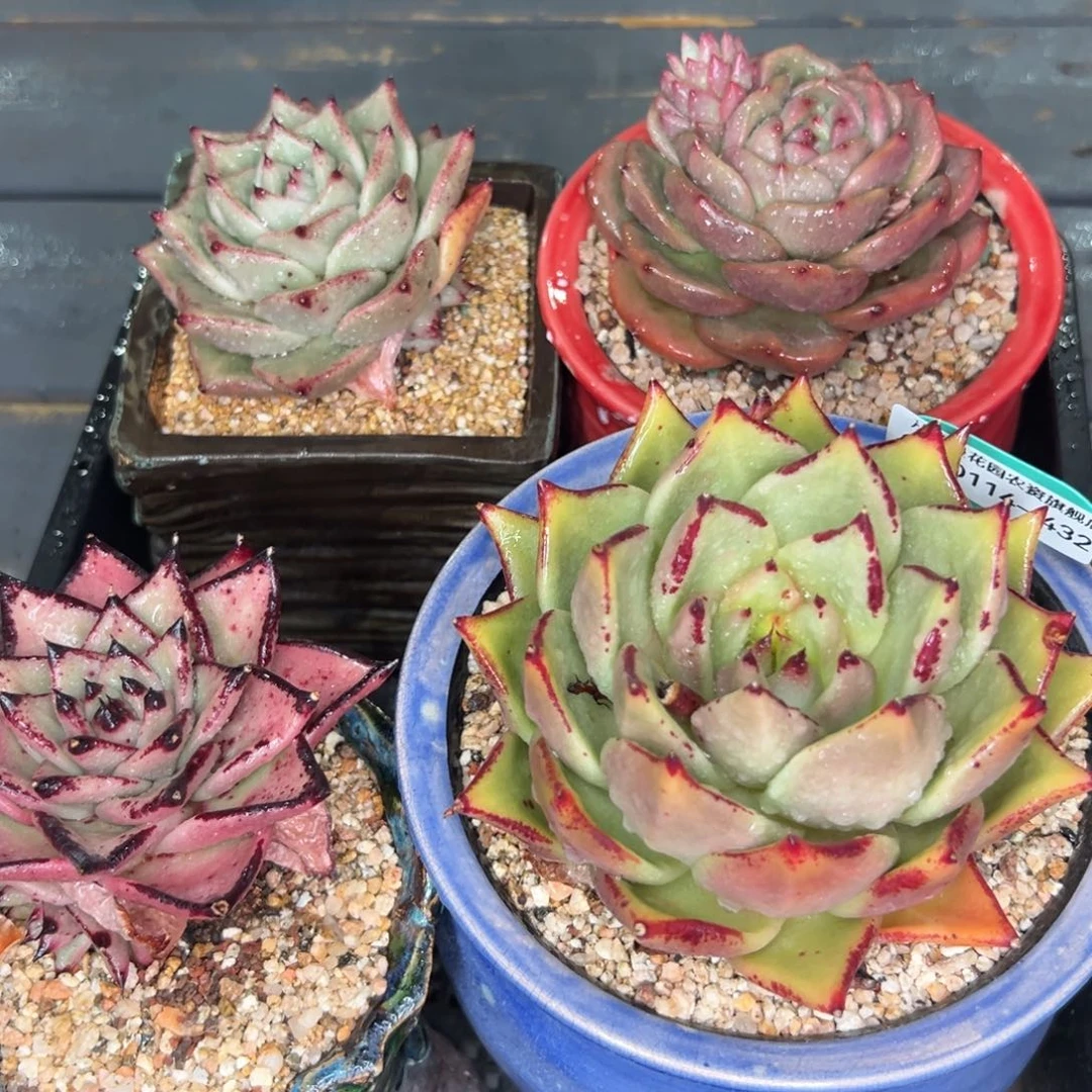 多肉一物一拍0114-432