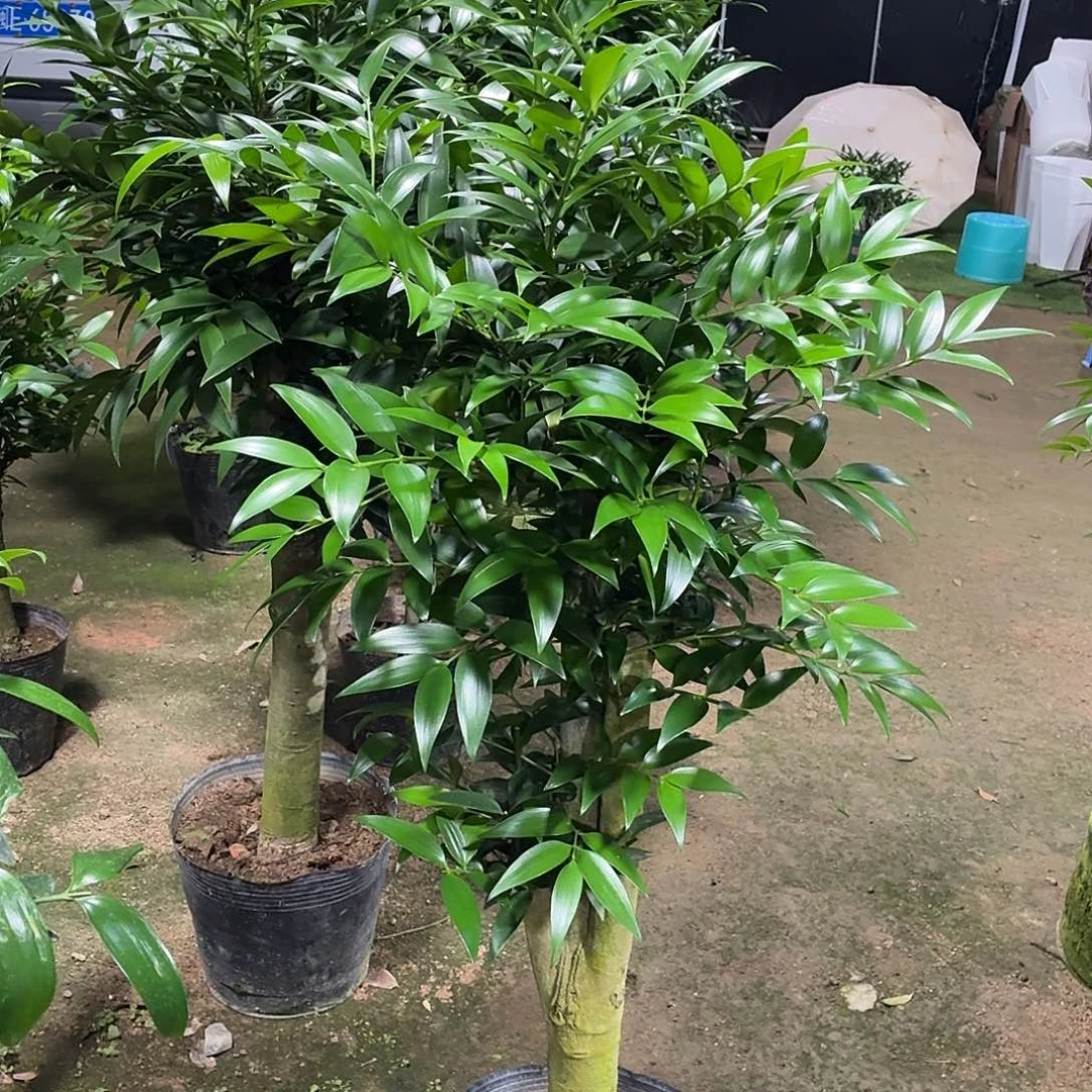 完全开放竹柏老桩一物一拍顺丰包邮
