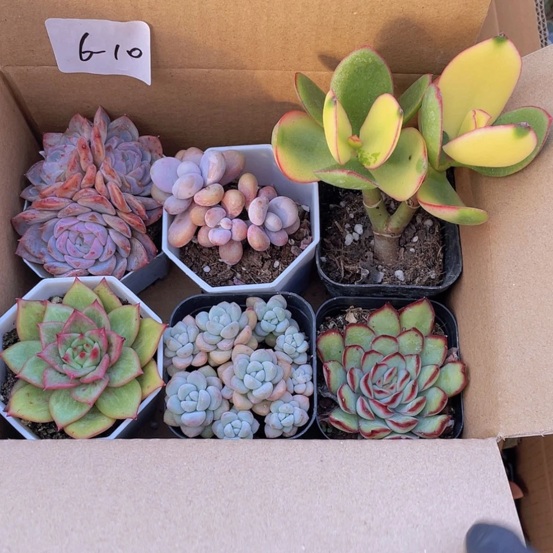 【闪购商品】6颗-10