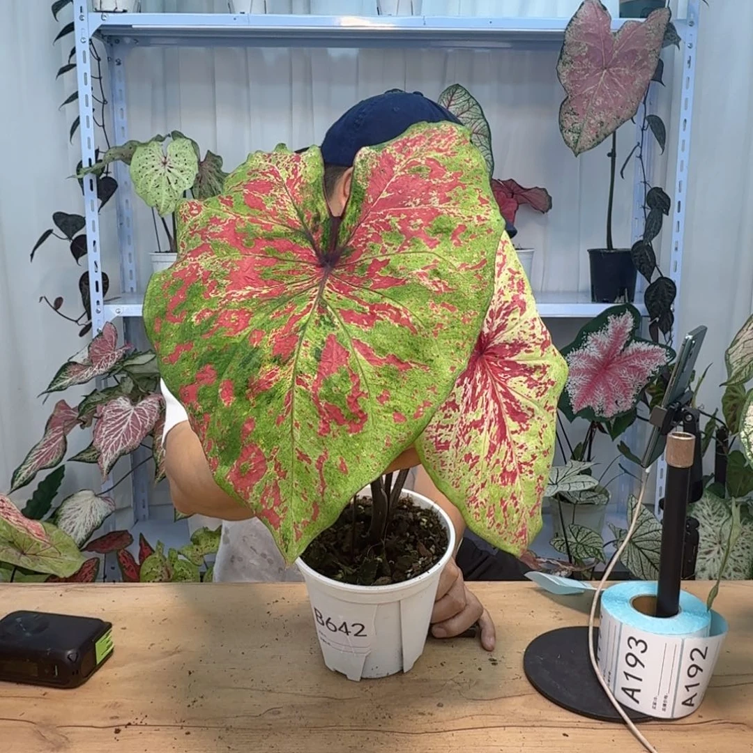 无花朵B642一物一拍，欢迎购买