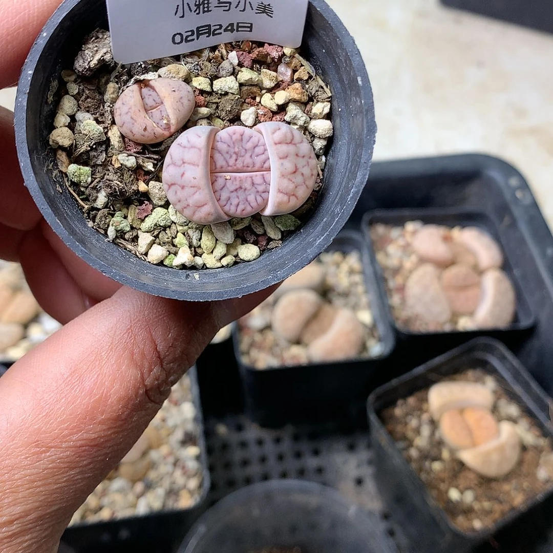A186多肉植物保护研究所