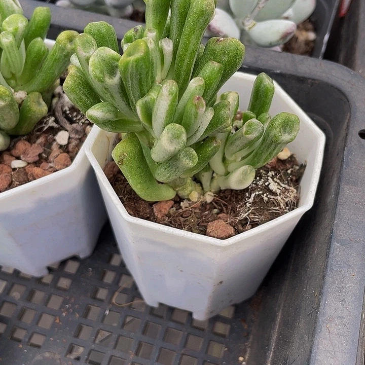 西财树锦带盆土发货