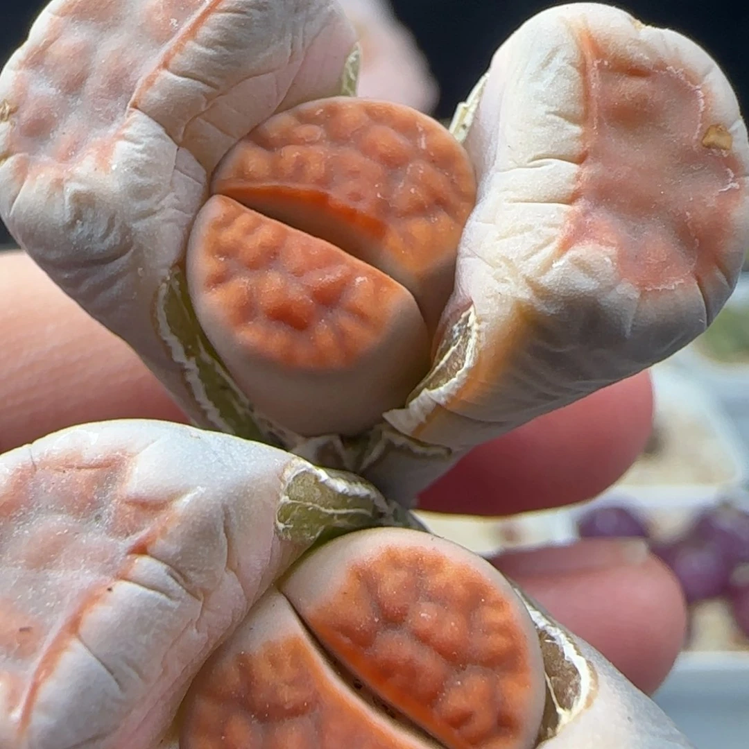 2.7.45/冰橙/尺寸1.3