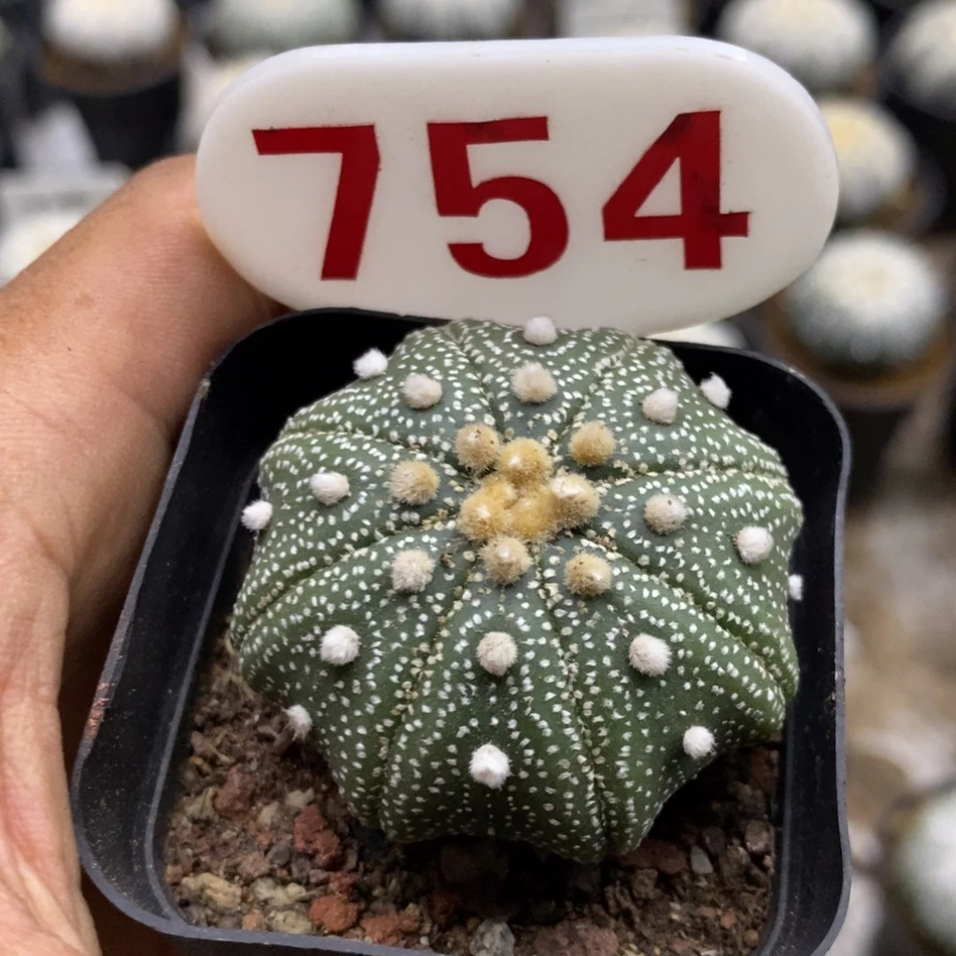 754福利特价咯打榜贴