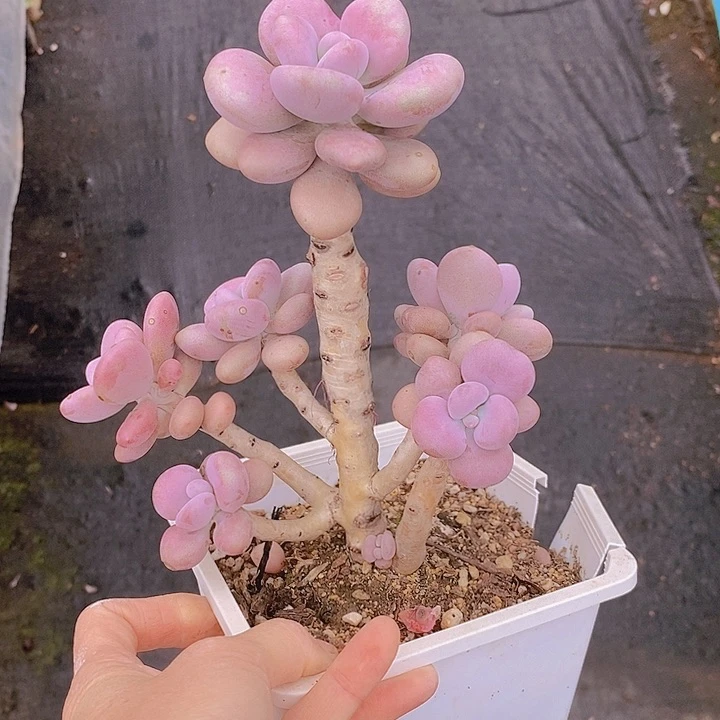 116多肉植物老桩