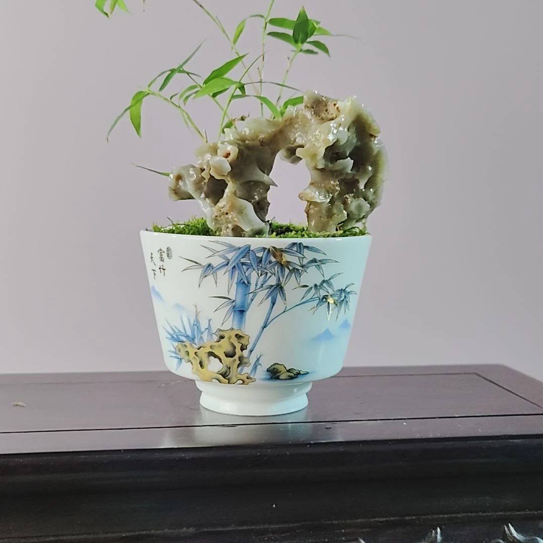 研***机无花朵盆景，凤尾竹，玉玲珑
