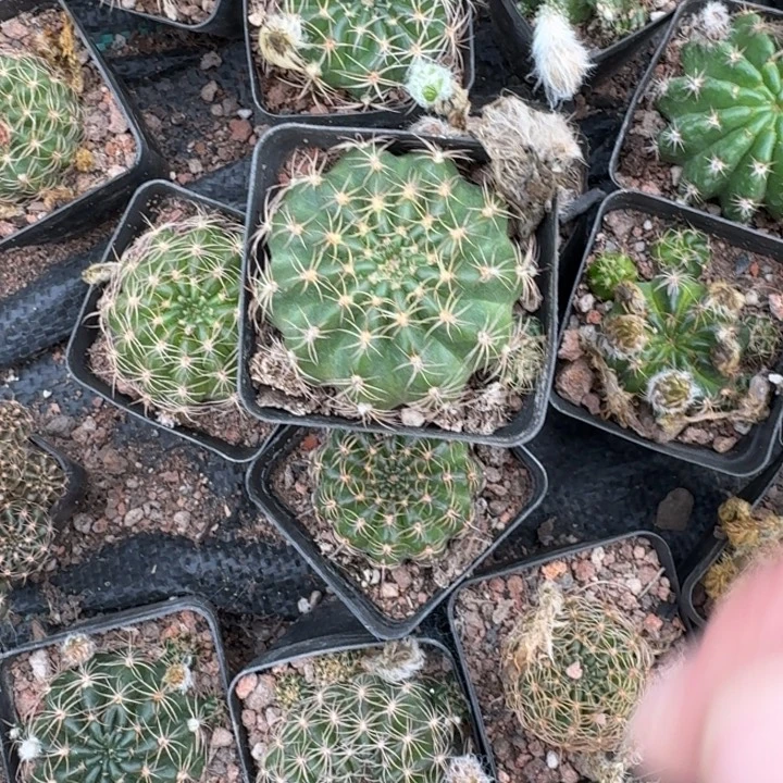 372丽花带盆发货4公分左右