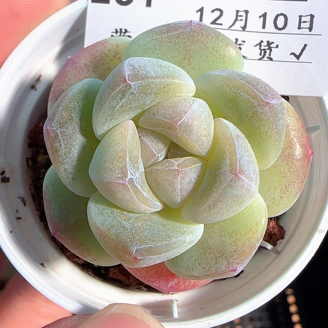 多肉1210-231冰玉