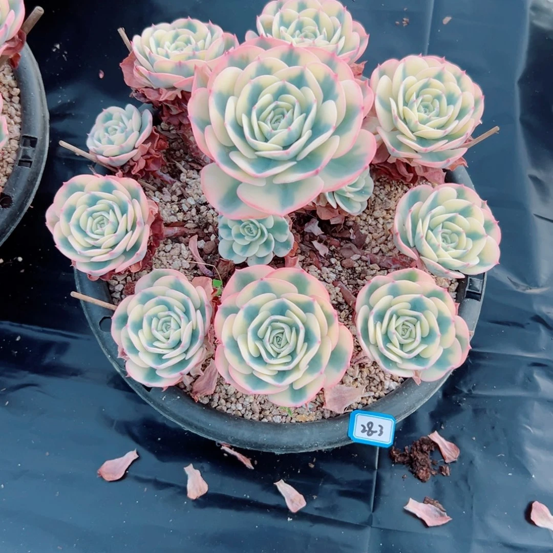 森***＊玉蝶锦老桩多肉300