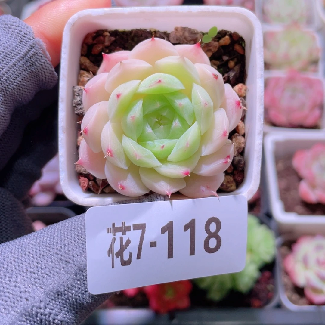 花利美 7-118美瞳